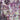 Locrian - End Terrain LP (Lavender Vinyl)