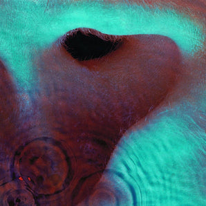 Pink Floyd - Meddle CD