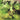 Sigh - Shiki LP