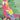 Algernon Cadwallader - Parrot Flies LP